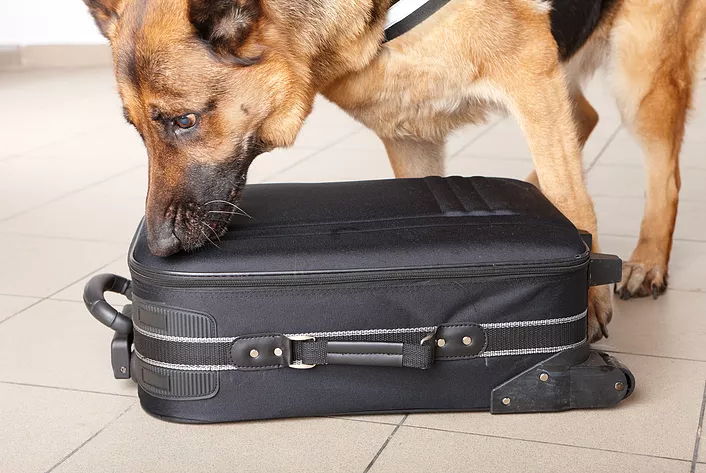 Ground Breaking Animal Genetics Research Developing Assisted Reproductive Technologies for Human Assistance Dogs