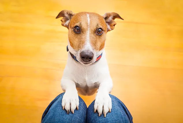 Cute Dog Pleads for Generosity to Help Fund Animal Genetic Research Projects
