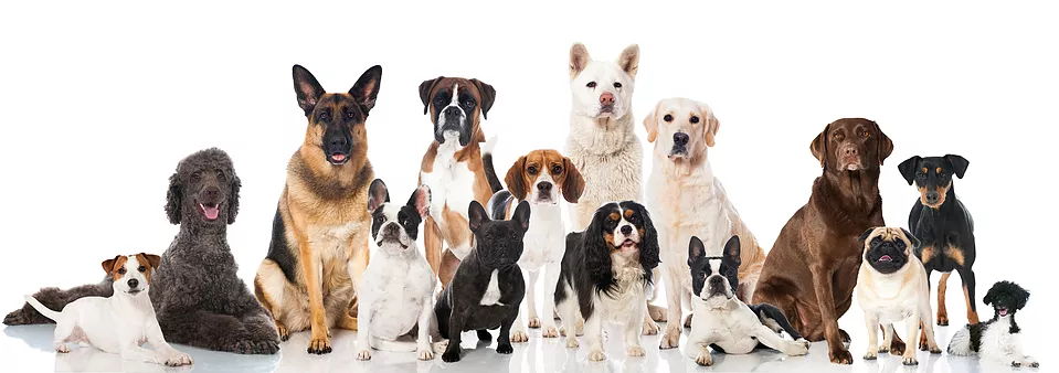 Canines for Ground Breaking Genetic Research, Animal Breeding and Health Programs
